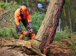 Best Hazardous Tree Removal  in Prattville, AL