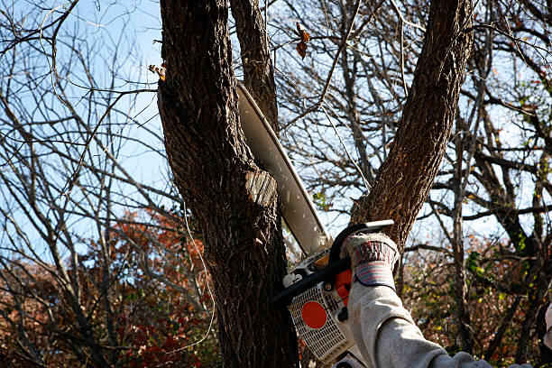 Best Stump Grinding and Removal  in Prattville, AL