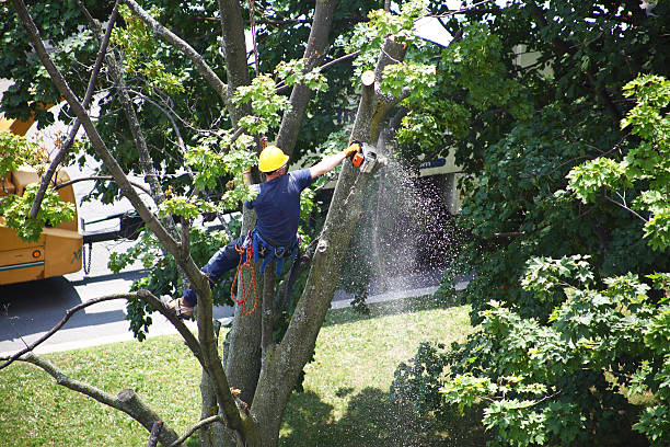 How Our Tree Care Process Works  in  Prattville, AL