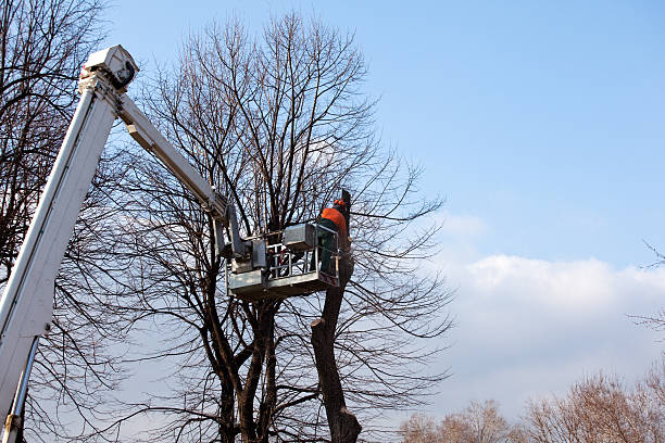 Best Tree Health Inspection  in Prattville, AL